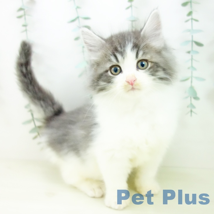 ノルウェージャンフォレストキャット