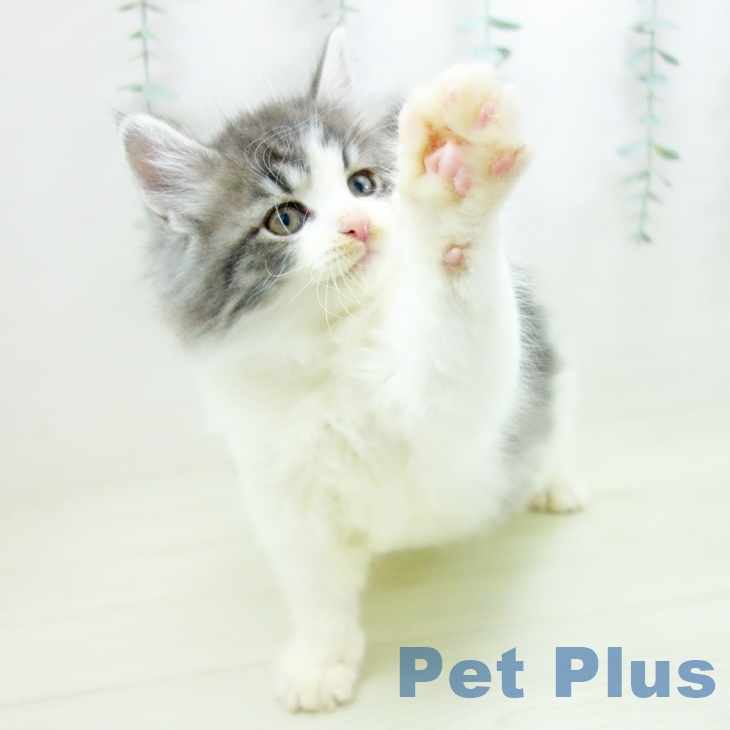 ノルウェージャンフォレストキャットの写真2