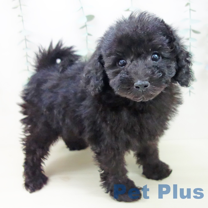 トイ・プードル