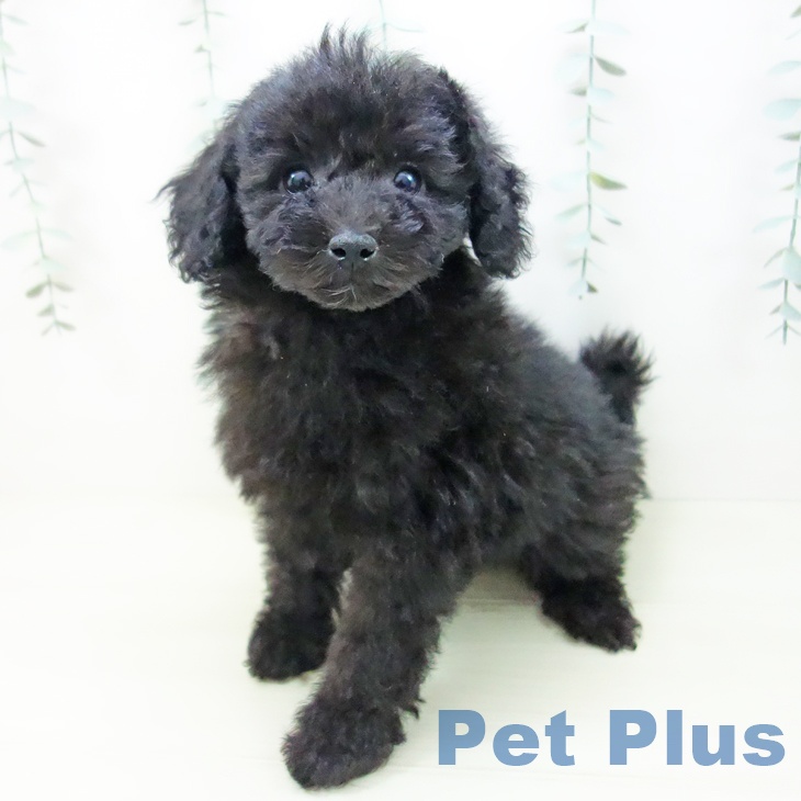 トイ・プードルの写真2