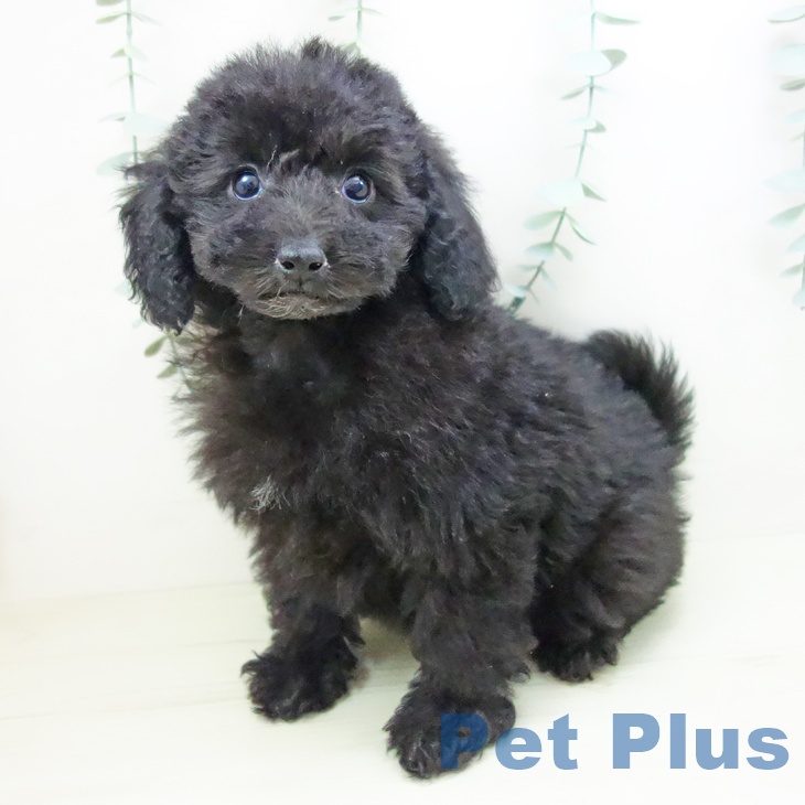 トイ・プードル