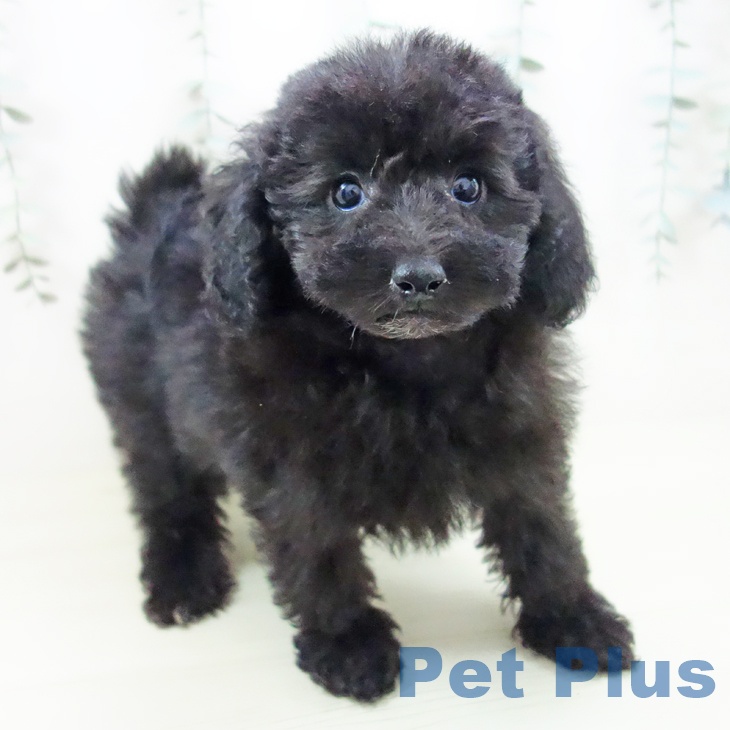 トイ・プードルの写真2