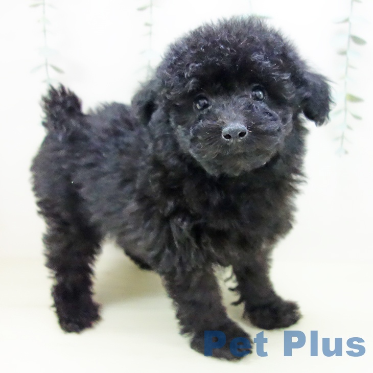 トイ・プードル