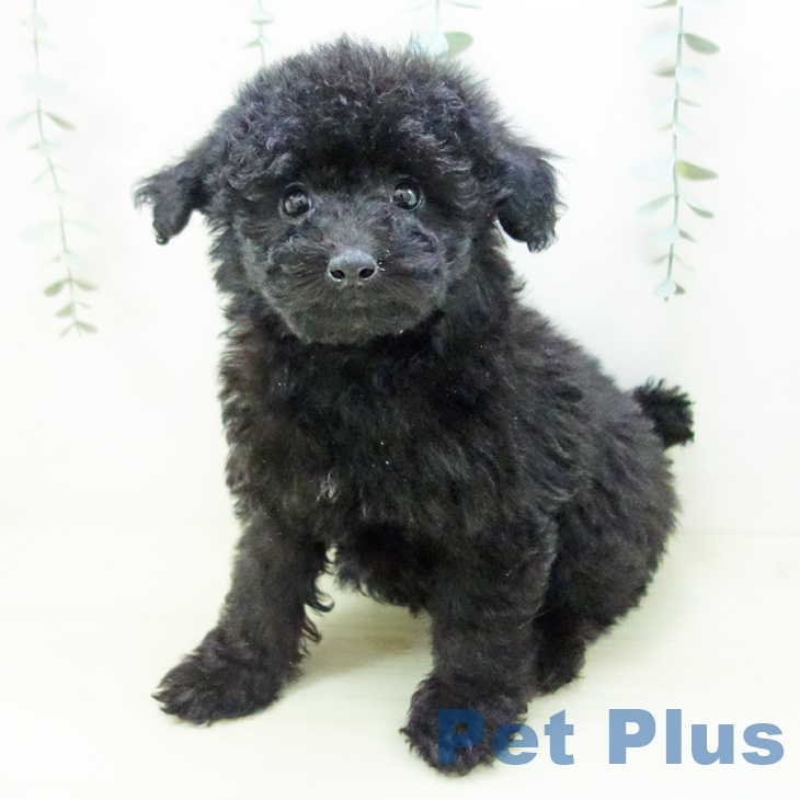 トイ・プードルの写真2