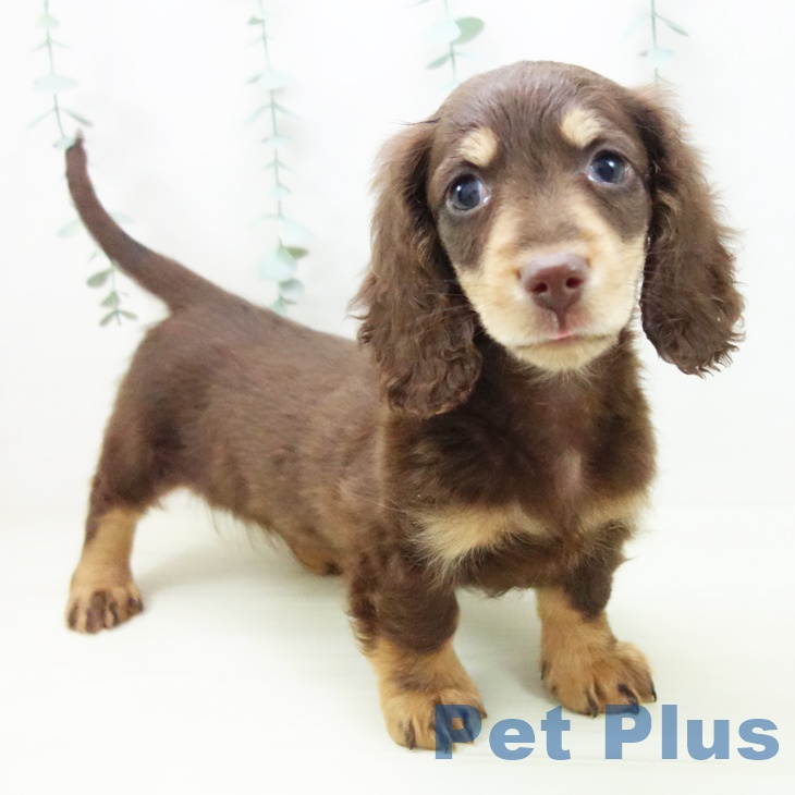 ミニチュア・ダックスフンド