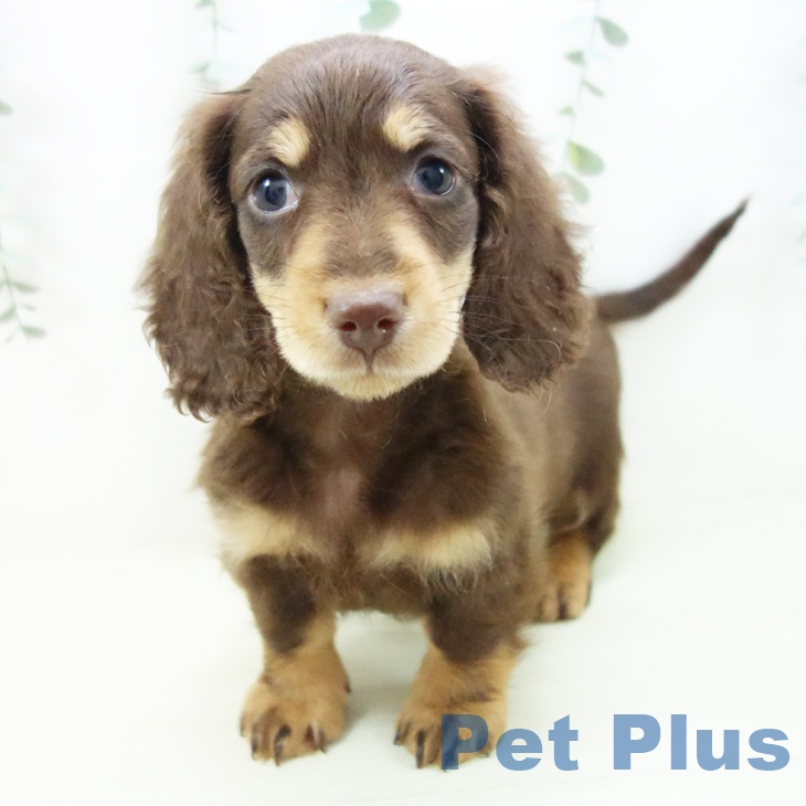 ミニチュア・ダックスフンドの写真2