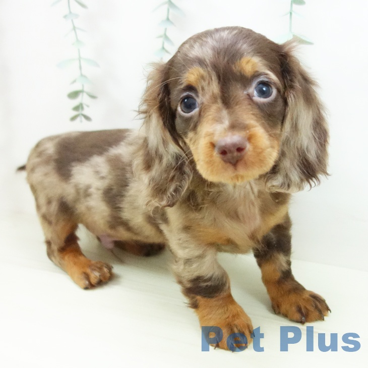 ミニチュア・ダックスフンド