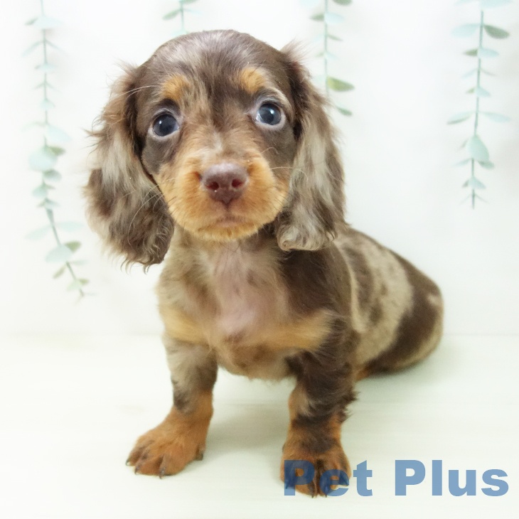 ミニチュア・ダックスフンドの写真2