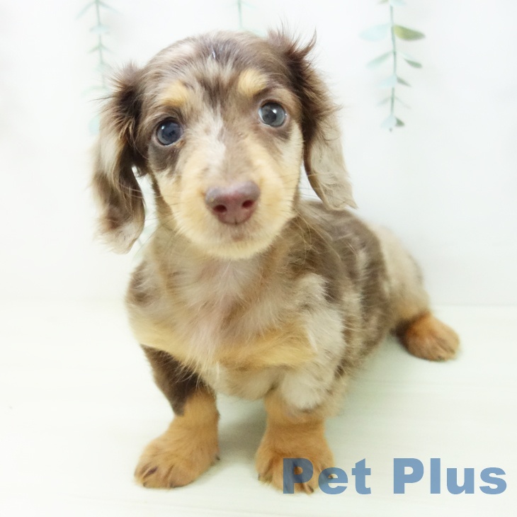 ミニチュア・ダックスフンド