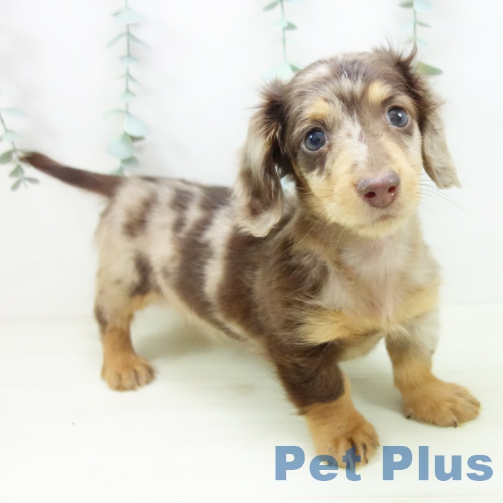 ミニチュア・ダックスフンド