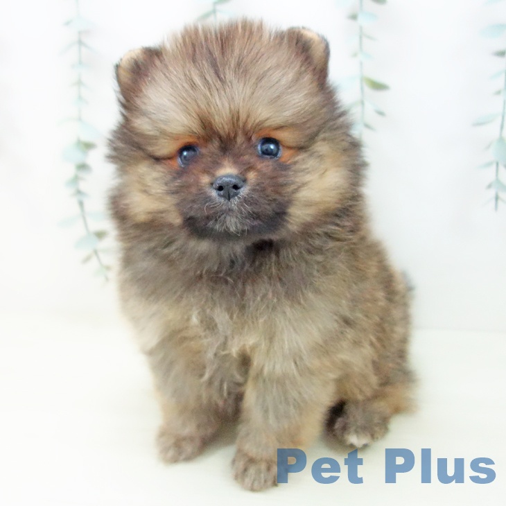 ポメラニアンの写真2