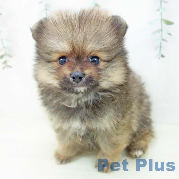 ポメラニアンの写真2