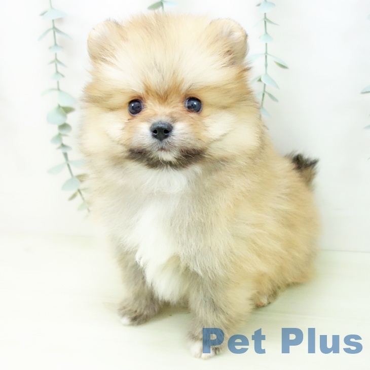 ポメラニアンの写真2