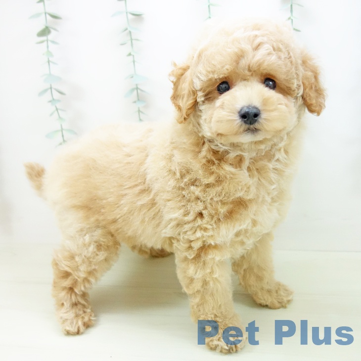 トイ・プードル