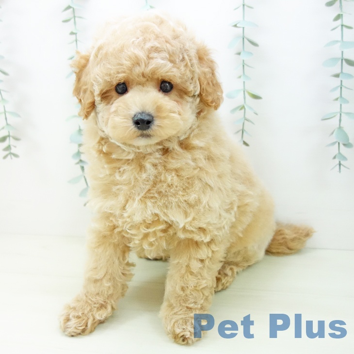 トイ・プードル