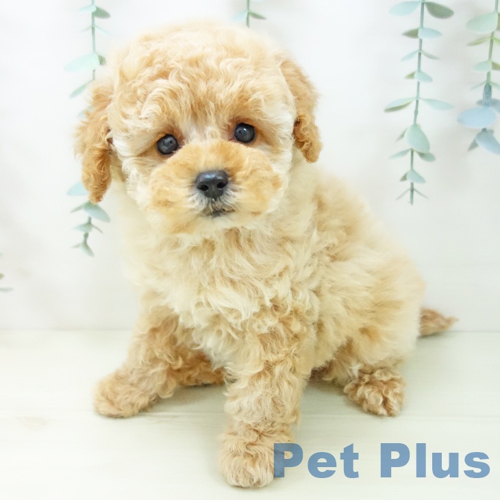 トイ・プードル