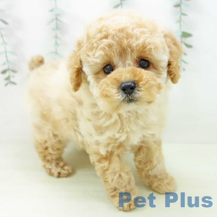 トイ・プードル