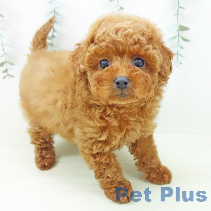 トイ・プードル