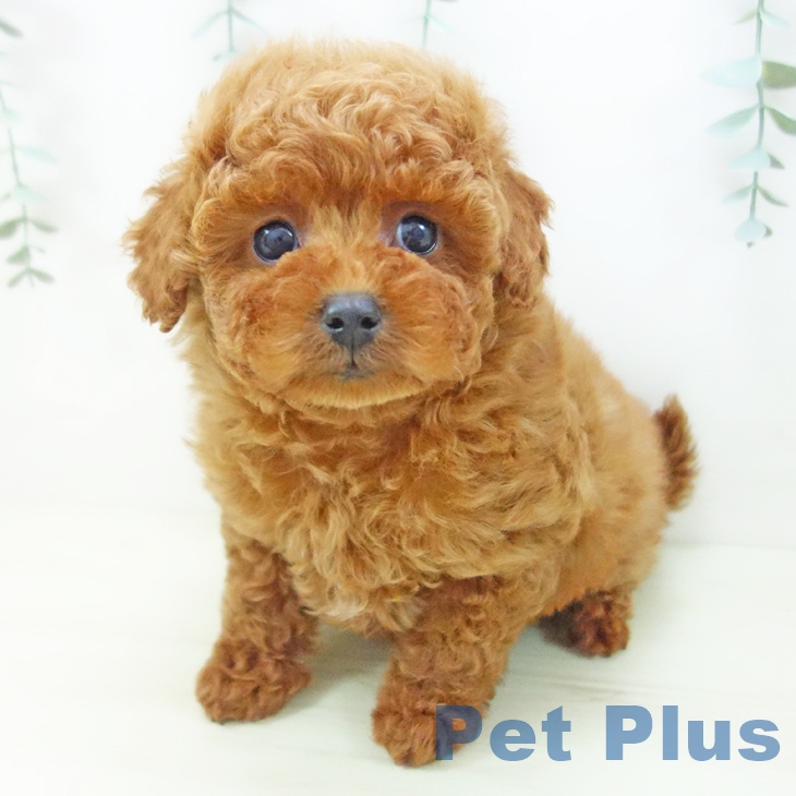 トイ・プードル