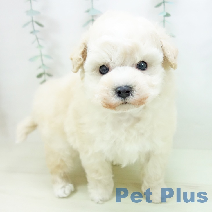 トイ・プードル