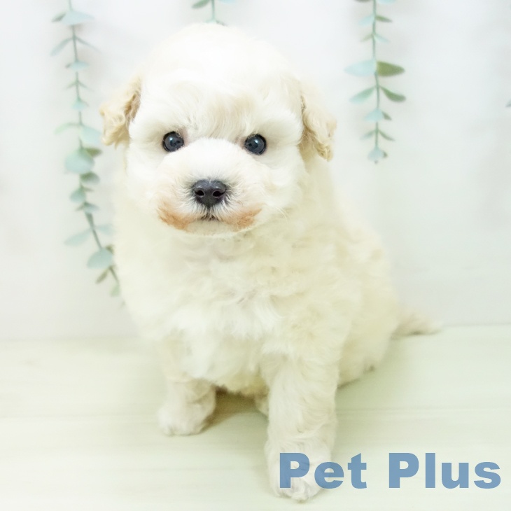 トイ・プードルの写真2