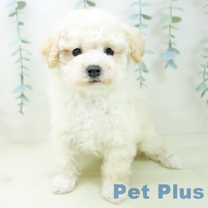 トイ・プードル