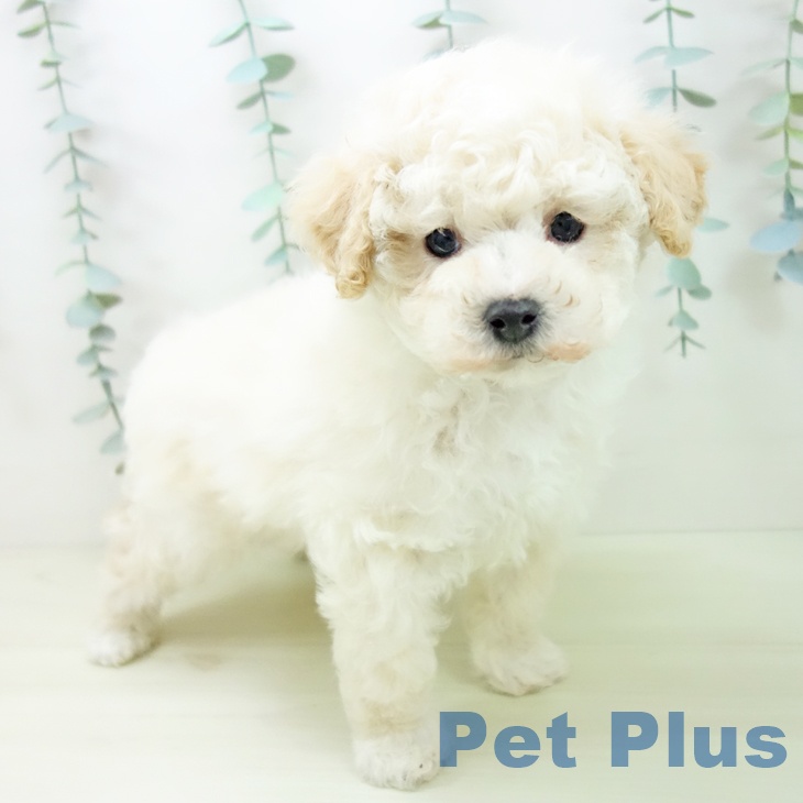 トイ・プードルの写真2