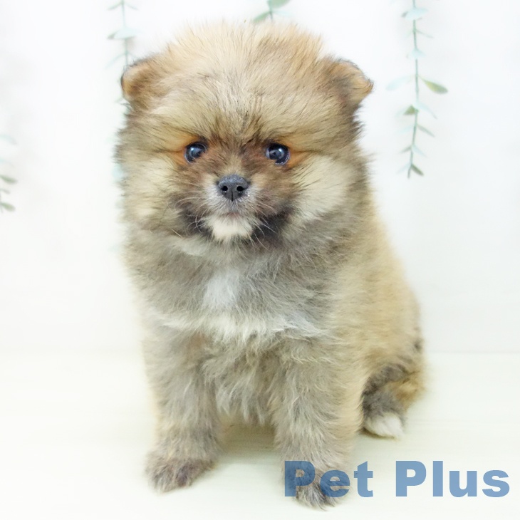 ポメラニアンの写真2