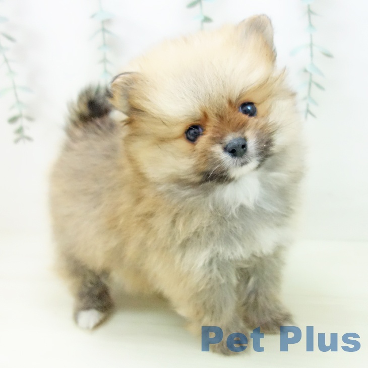 ポメラニアンの写真2