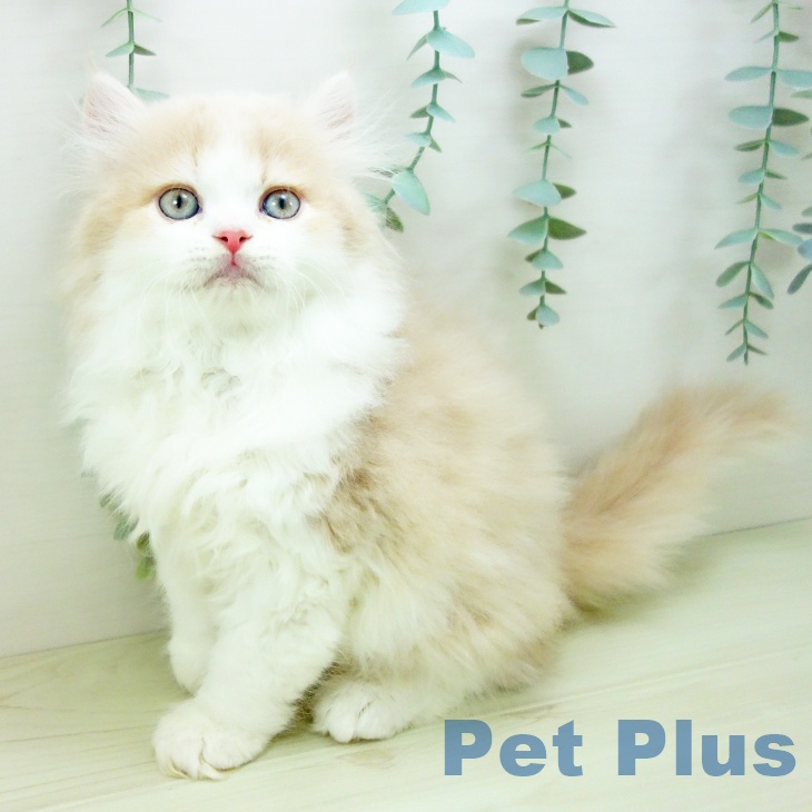 ラガマフィンの写真2