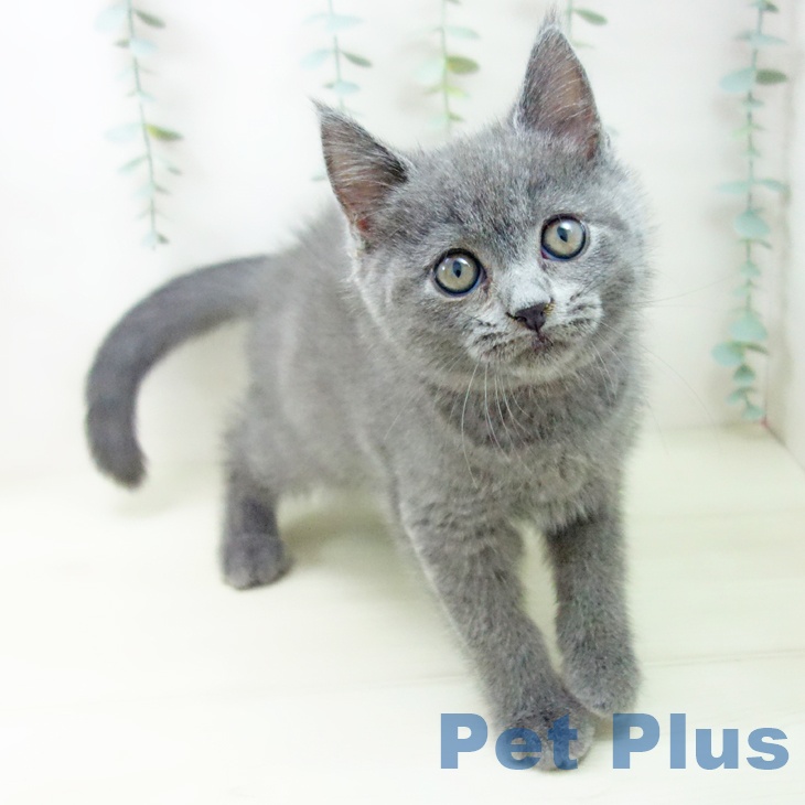 ブリティッシュショートヘア