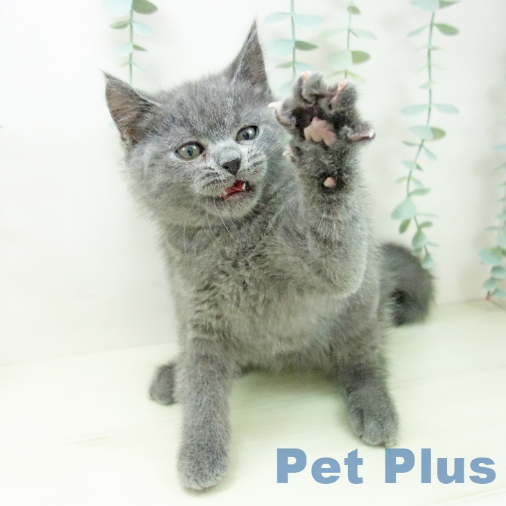 ブリティッシュショートヘアの写真2