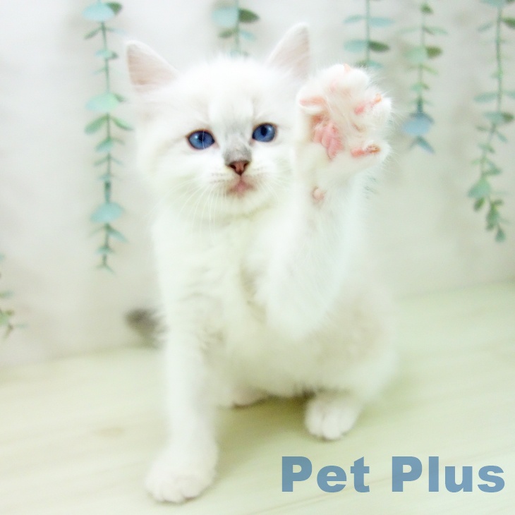 ラグドールの写真2