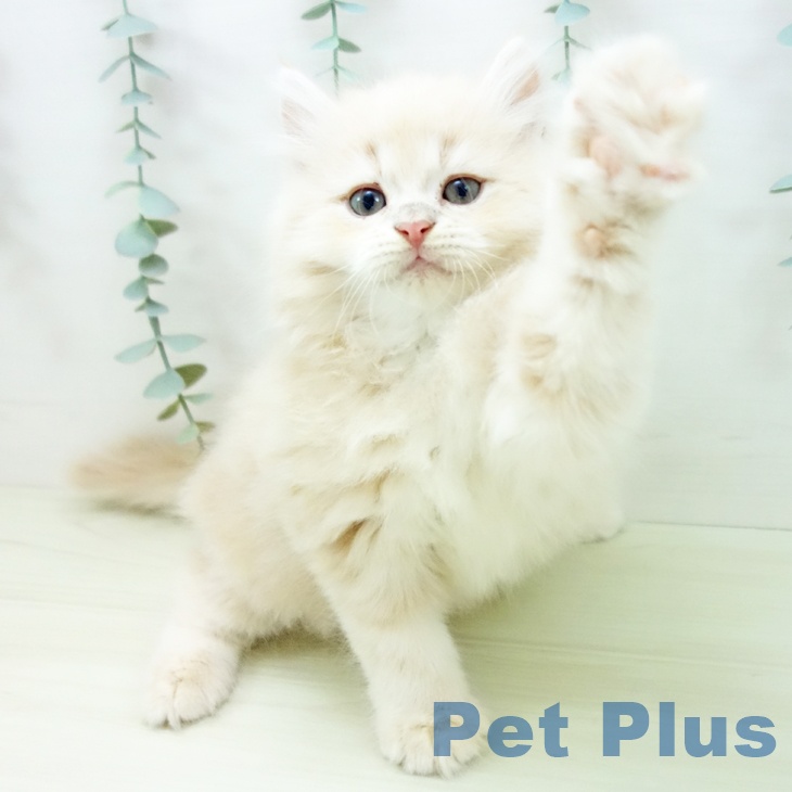 サイベリアンの写真2