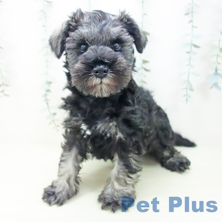 ミニチュア・シュナウザー