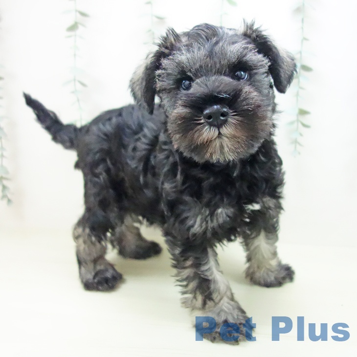 ミニチュア・シュナウザーの写真2