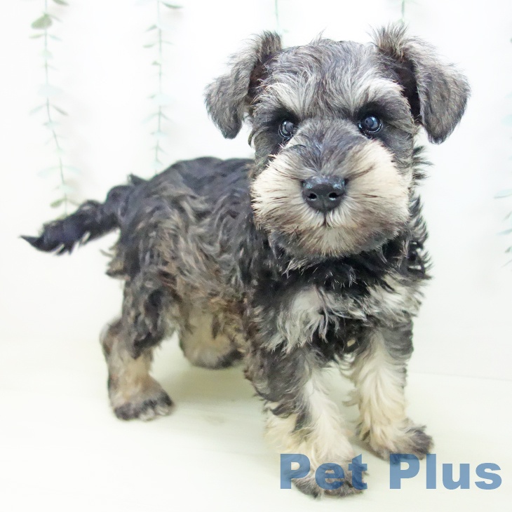 ミニチュア・シュナウザー