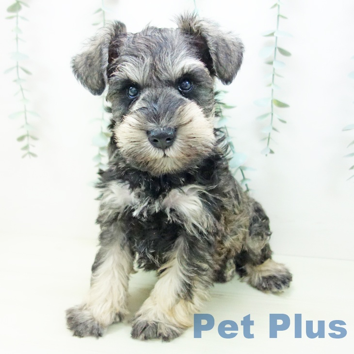 ミニチュア・シュナウザーの写真2