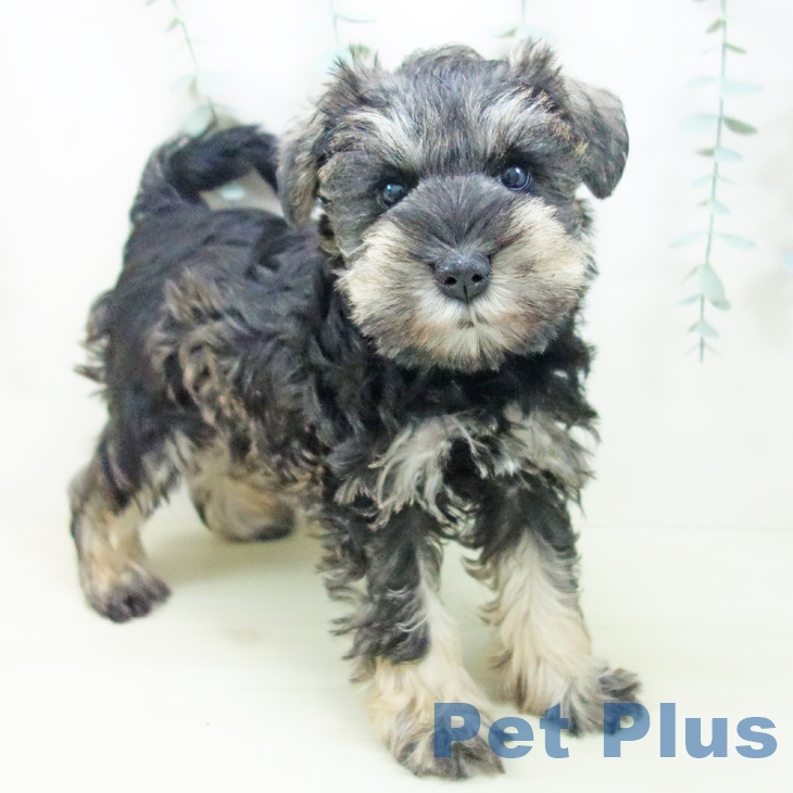 ミニチュア・シュナウザー