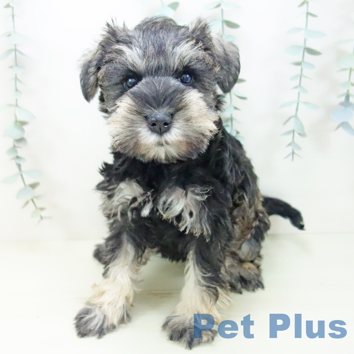 ミニチュア・シュナウザーの写真2