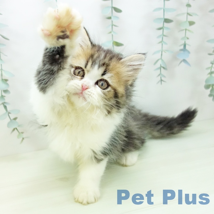 ペルシャの写真2