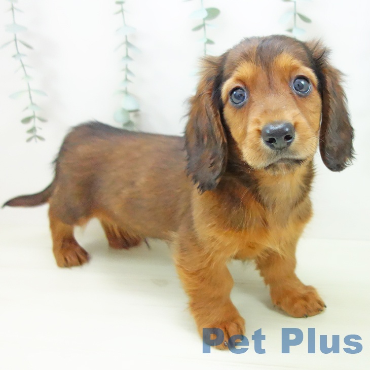 ミニチュア・ダックスフンド