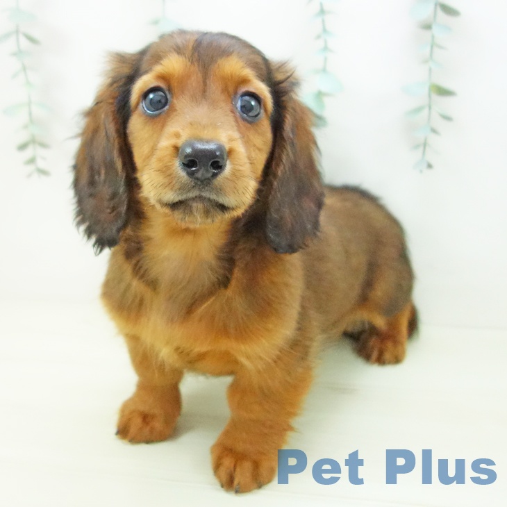 ミニチュア・ダックスフンドの写真2