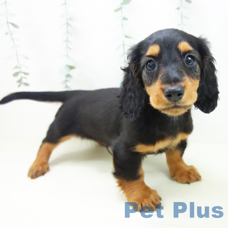 ミニチュア・ダックスフンド