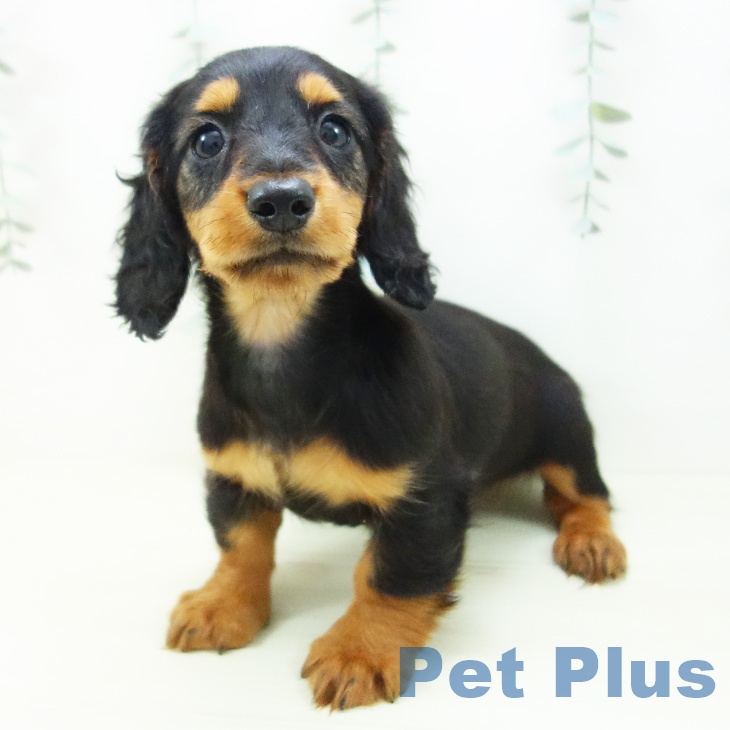 ミニチュア・ダックスフンドの写真2