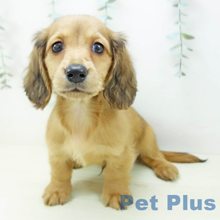 ミニチュア・ダックスフンド