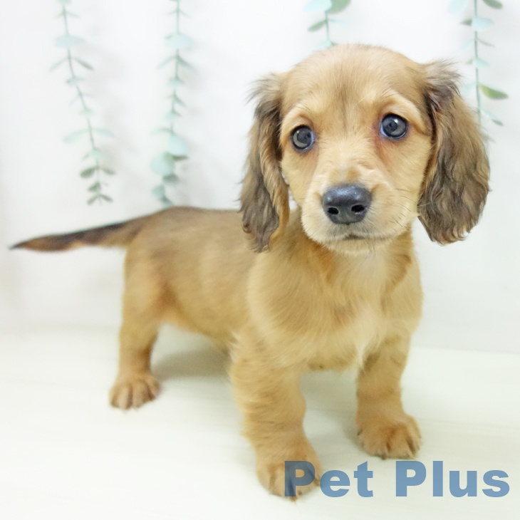 ミニチュア・ダックスフンドの写真2