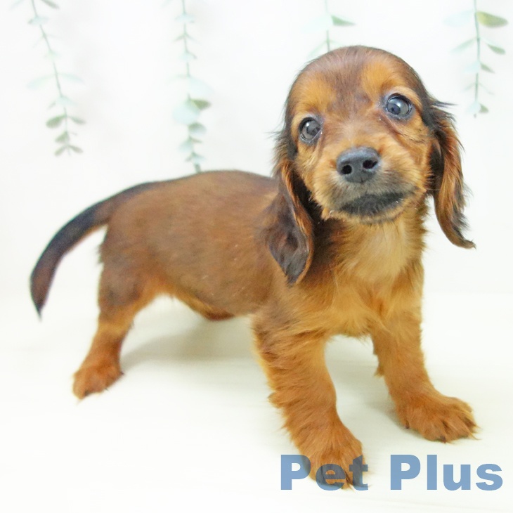 ミニチュア・ダックスフンドの写真2