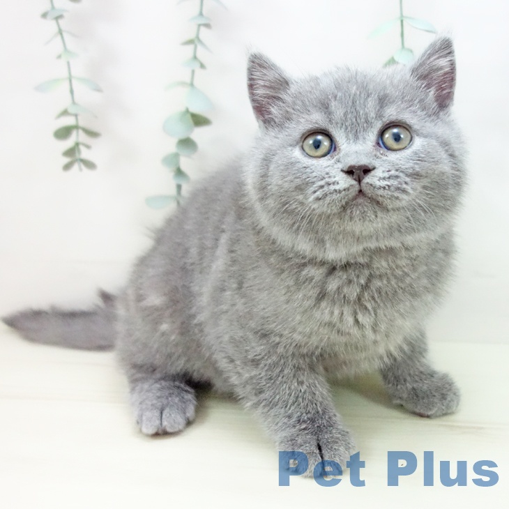 ブリティッシュショートヘア