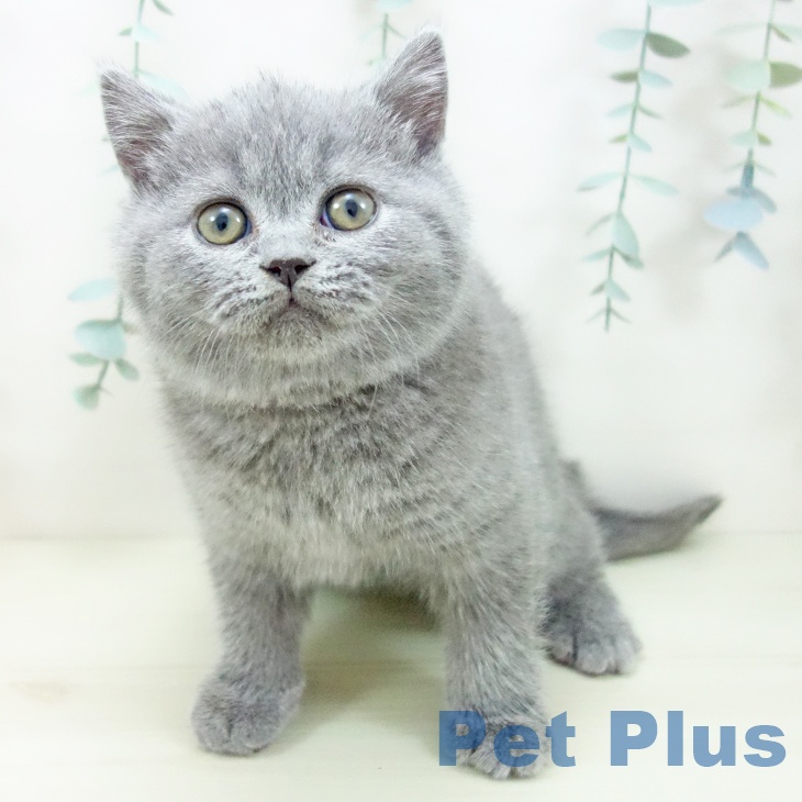 ブリティッシュショートヘアの写真2